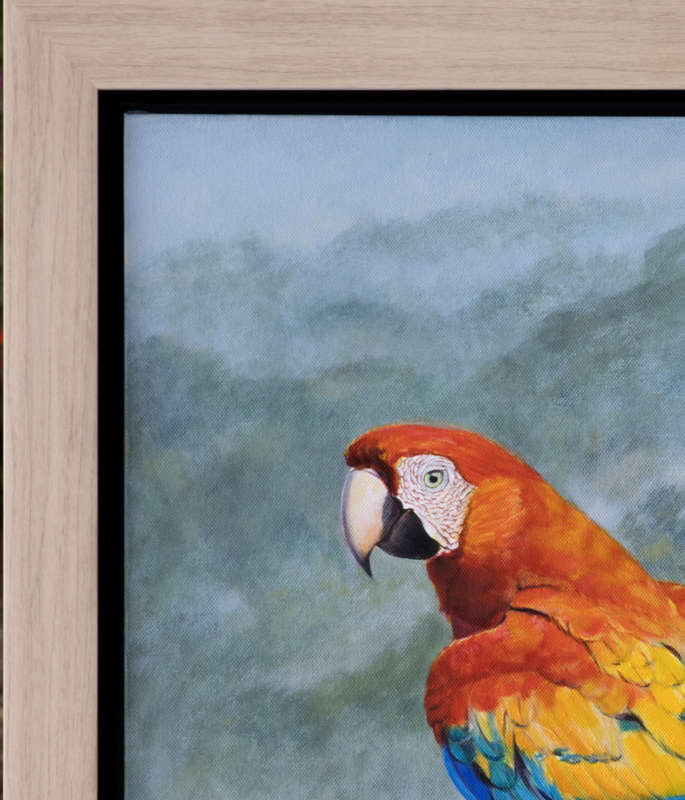 Scarlet Macaws
