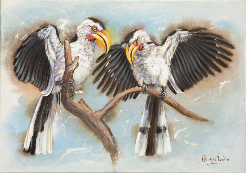 Yellow billed Hornbills displaying.
