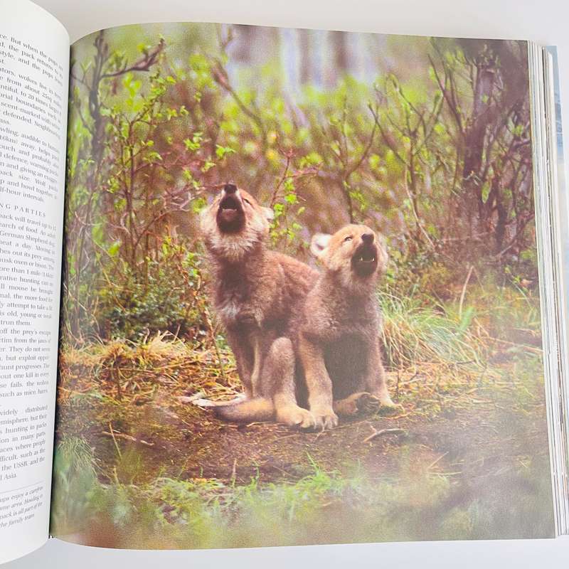 Reader's Digest:   The Wildlife Year (1991)