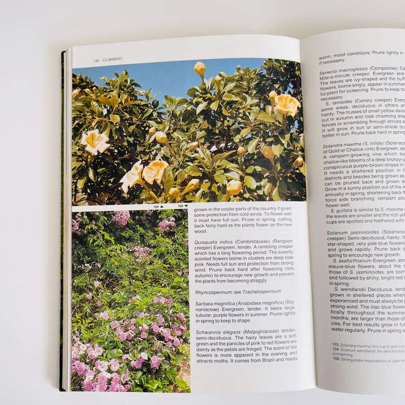 Gardening in South Africa by Zoe Gilbert