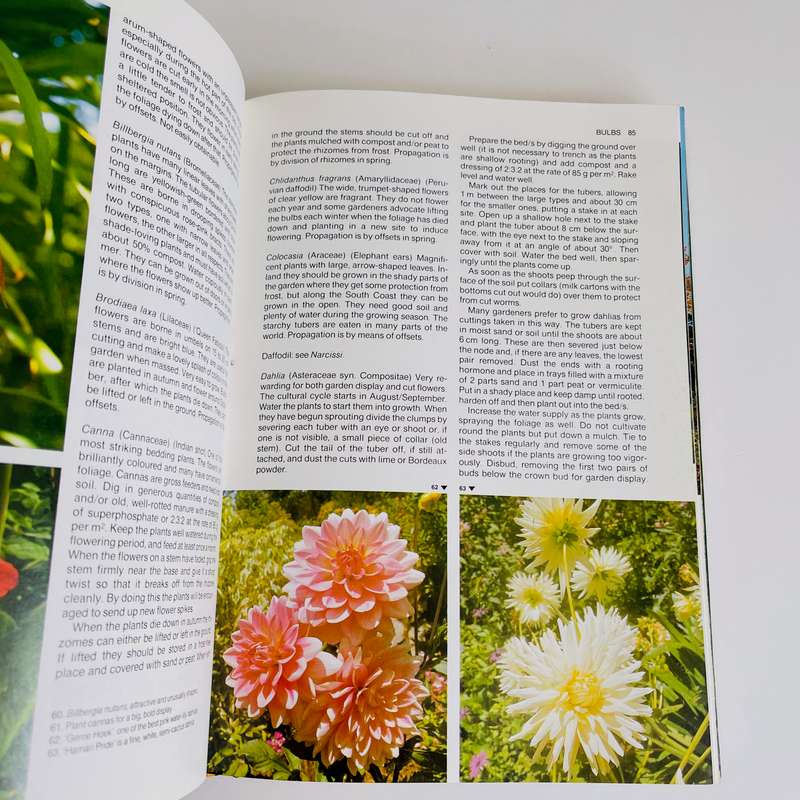Gardening in South Africa by Zoe Gilbert