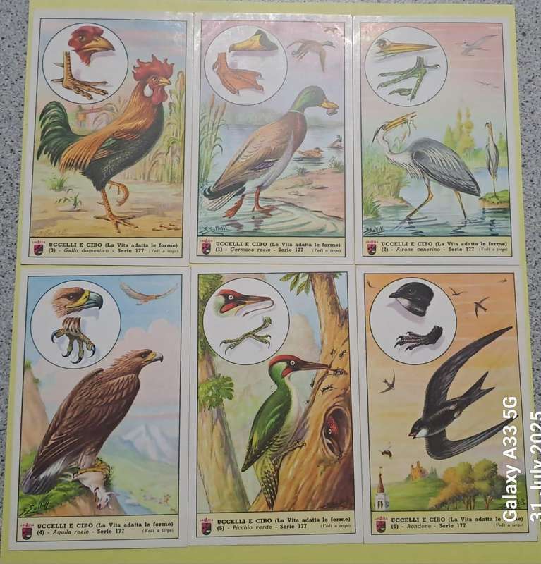 Lavazzo Collector Cards- 9 sets