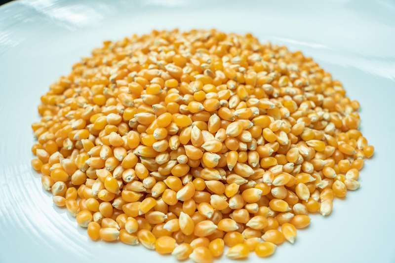 Popcorn Seeds