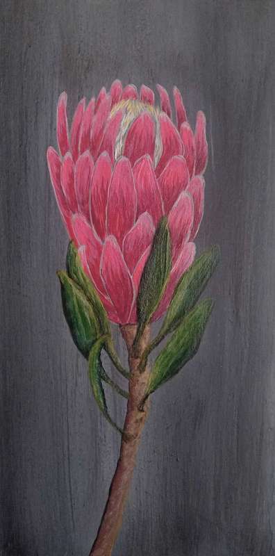 Original Acrylic paintings "Set of  4 small protea paintings "