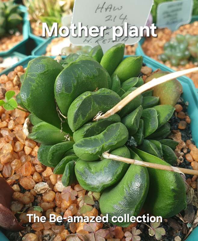 Rare!!! Haworthia Hybrid -Haworthia truncata x Haworthia Retusa -Free Gift with any Order)