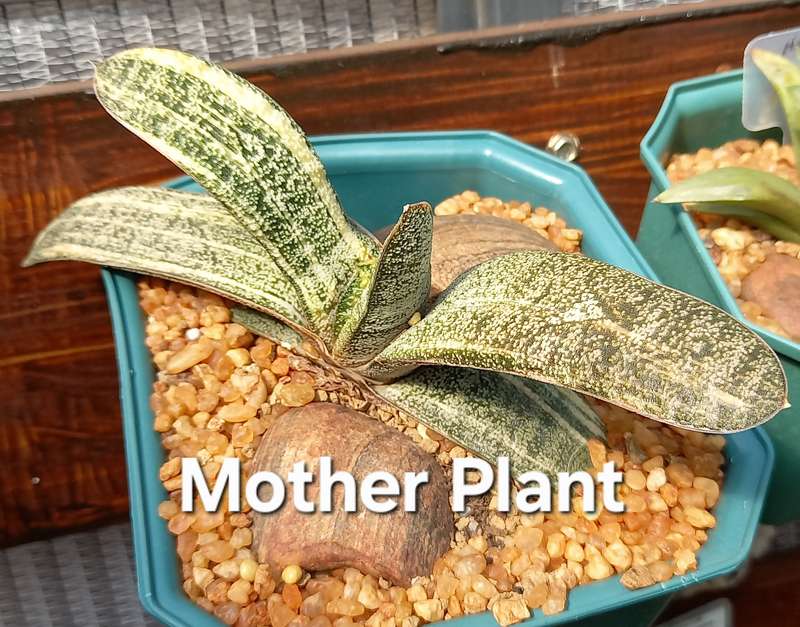 Gasteria Batesiana variegated (import from Indonesia) (Free Gift with any Order)