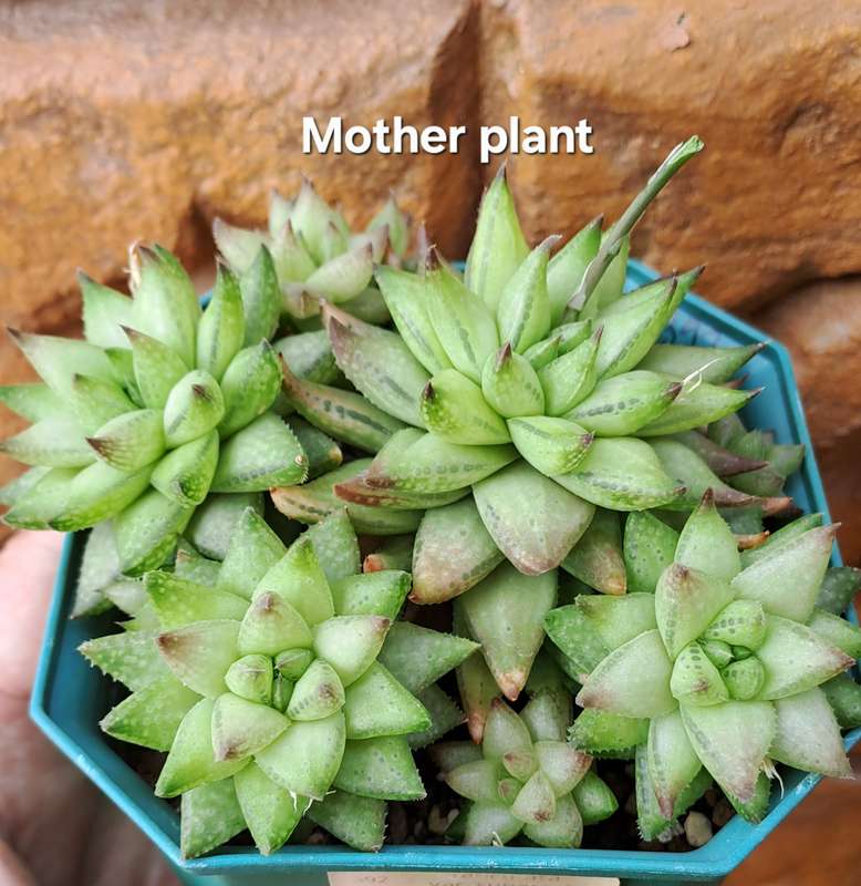 Rare!!!  Haworthia reticulata var. Suberecta (Free Gift with any Order)