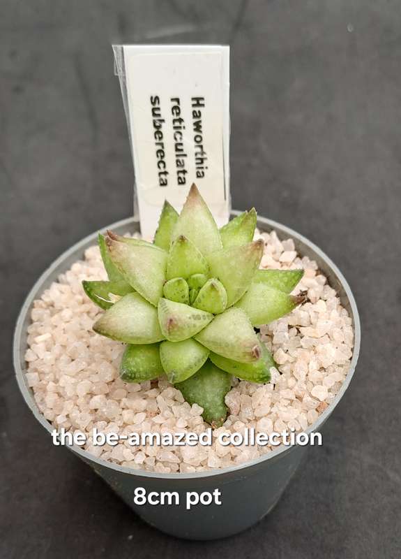 Rare!!!  Haworthia reticulata var. Suberecta (Free Gift with any Order)