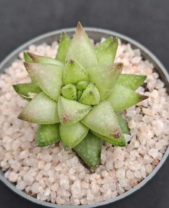 Rare!!!  Haworthia reticulata var. Suberecta (Free Gift with any Order)