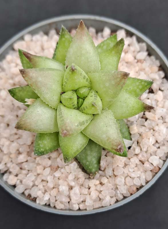 Rare!!!  Haworthia reticulata var. Suberecta (Free Gift with any Order)