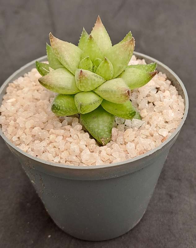Rare!!!  Haworthia reticulata var. Suberecta (Free Gift with any Order)