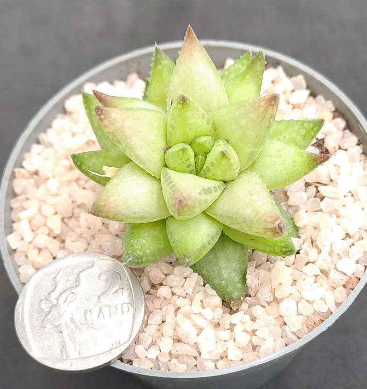 Rare!!!  Haworthia reticulata var. Suberecta (Free Gift with any Order)