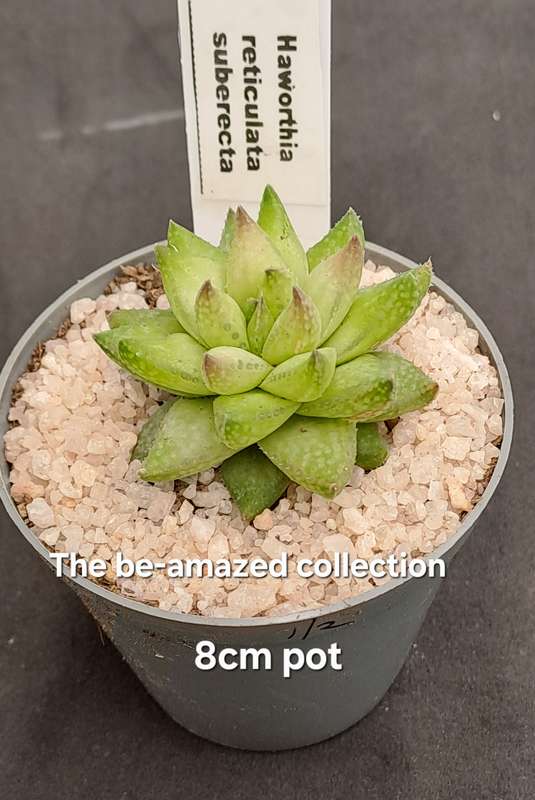Rare!!!  Haworthia reticulata var. Suberecta (Free Gift with any Order)