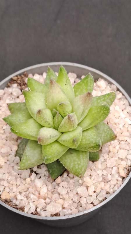 Rare!!!  Haworthia reticulata var. Suberecta (Free Gift with any Order)