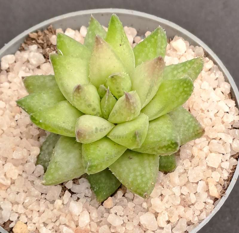 Rare!!!  Haworthia reticulata var. Suberecta (Free Gift with any Order)