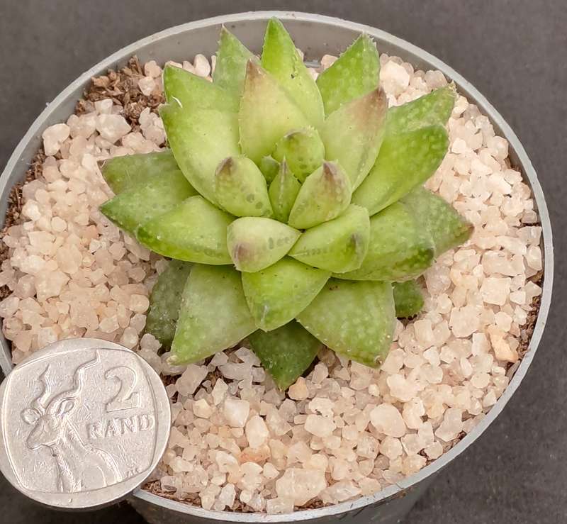 Rare!!!  Haworthia reticulata var. Suberecta (Free Gift with any Order)
