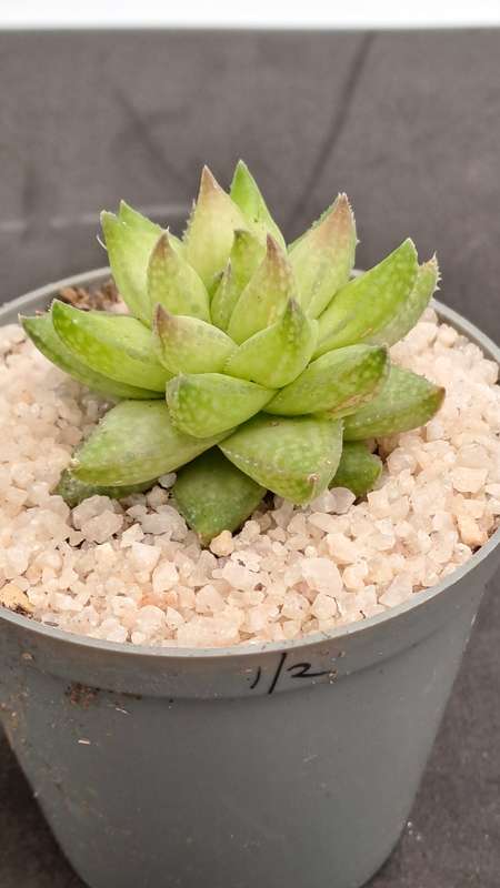 Rare!!!  Haworthia reticulata var. Suberecta (Free Gift with any Order)