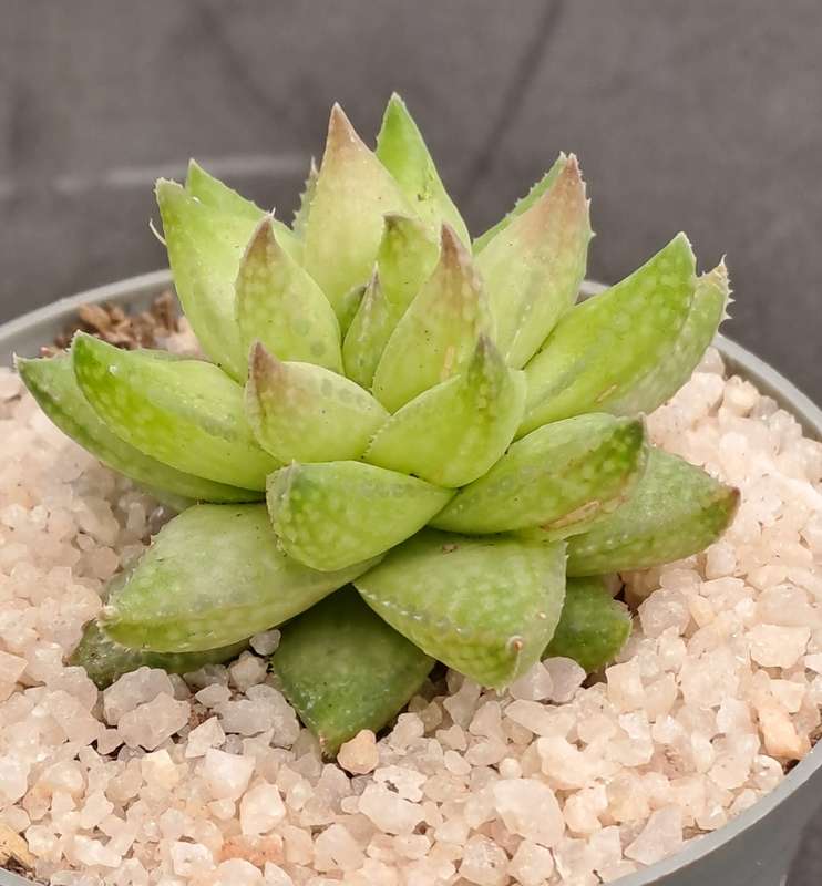 Rare!!!  Haworthia reticulata var. Suberecta (Free Gift with any Order)