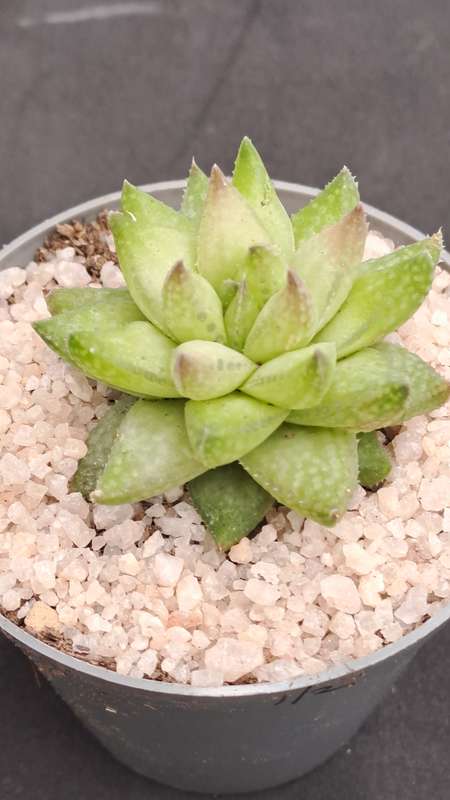 Rare!!!  Haworthia reticulata var. Suberecta (Free Gift with any Order)