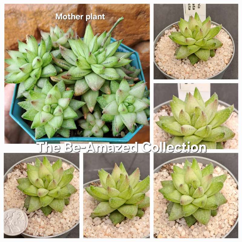 Rare!!!  Haworthia reticulata var. Suberecta (Free Gift with any Order)