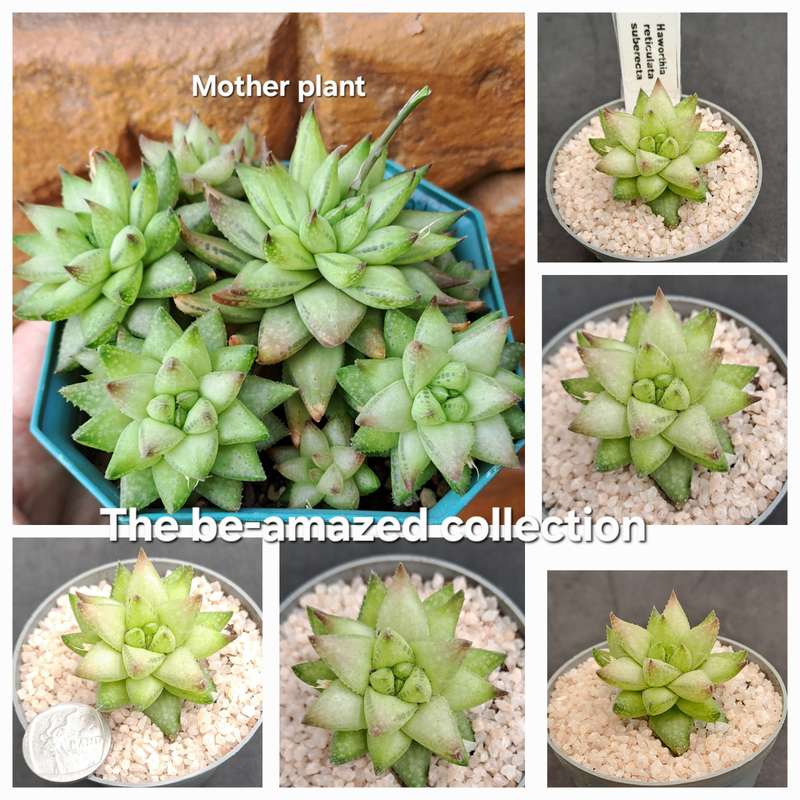 Rare!!!  Haworthia reticulata var. Suberecta (Free Gift with any Order)