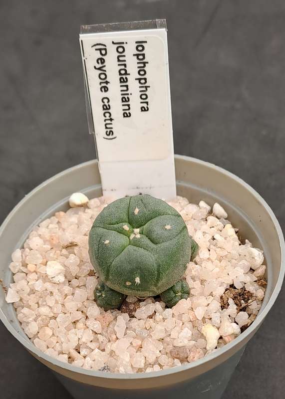 Rare!!!  Lophophora jourdaniana cluster (peyote cactus) (Free Gift with any Order)