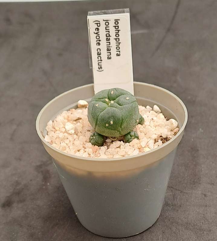 Rare!!!  Lophophora jourdaniana cluster (peyote cactus) (Free Gift with any Order)