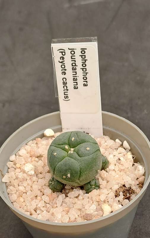 Rare!!!  Lophophora jourdaniana cluster (peyote cactus) (Free Gift with any Order)