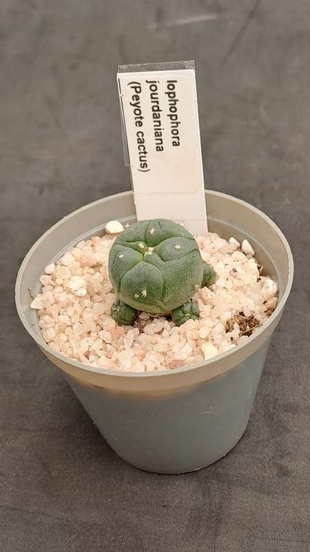 Rare!!!  Lophophora jourdaniana cluster (peyote cactus) (Free Gift with any Order)
