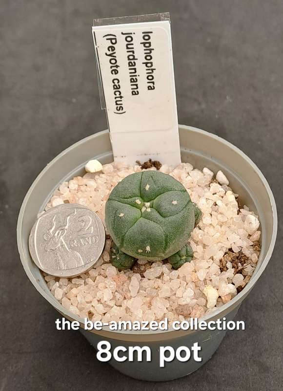 Rare!!!  Lophophora jourdaniana cluster (peyote cactus) (Free Gift with any Order)