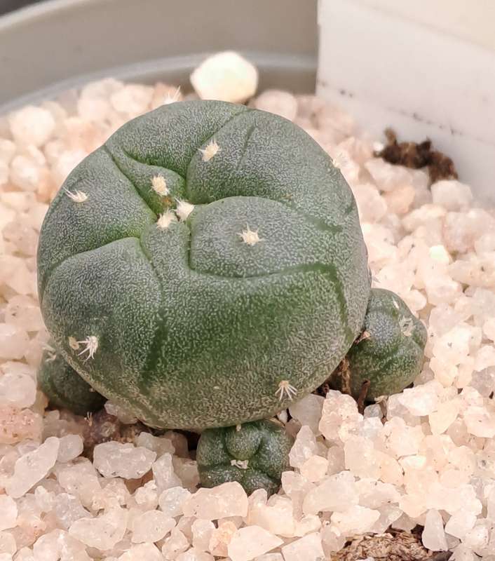 Rare!!!  Lophophora jourdaniana cluster (peyote cactus) (Free Gift with any Order)