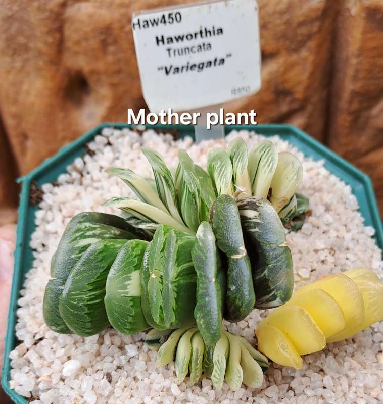 Rare!!!  Haworthia Truncata Variegata (Perde Tande)(Free Gift with any Order)