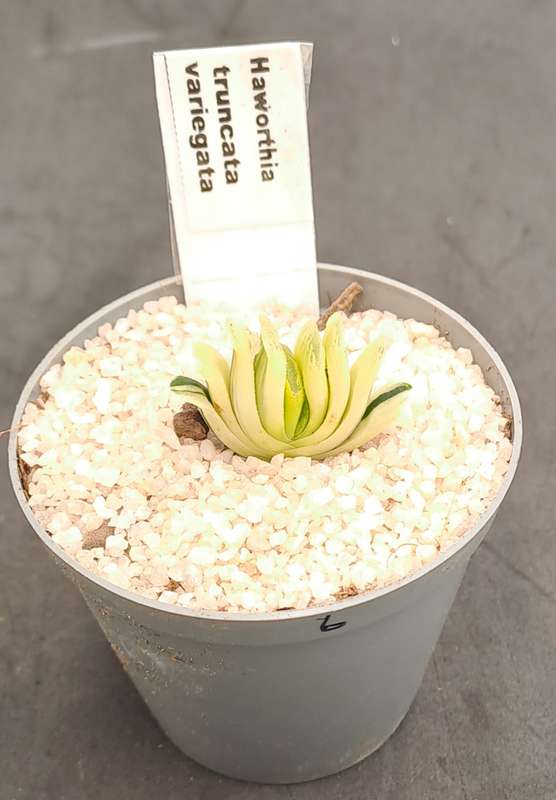 Rare!!!  Haworthia Truncata Variegata (Perde Tande)(Free Gift with any Order)