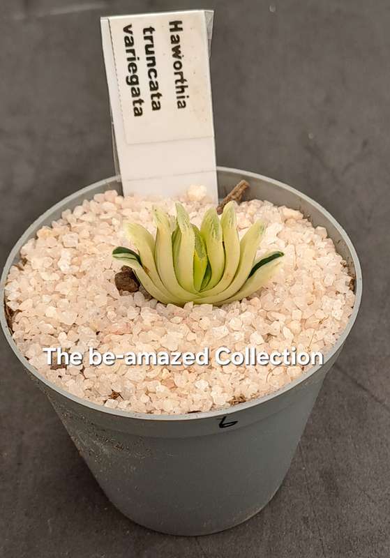 Rare!!!  Haworthia Truncata Variegata (Perde Tande)(Free Gift with any Order)