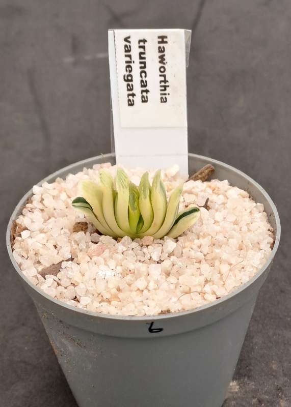 Rare!!!  Haworthia Truncata Variegata (Perde Tande)(Free Gift with any Order)
