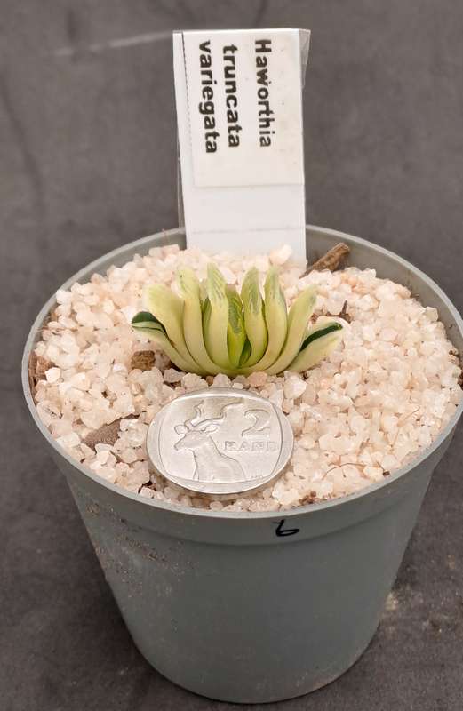 Rare!!!  Haworthia Truncata Variegata (Perde Tande)(Free Gift with any Order)