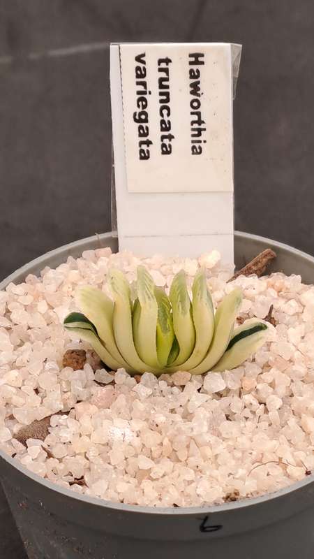 Rare!!!  Haworthia Truncata Variegata (Perde Tande)(Free Gift with any Order)