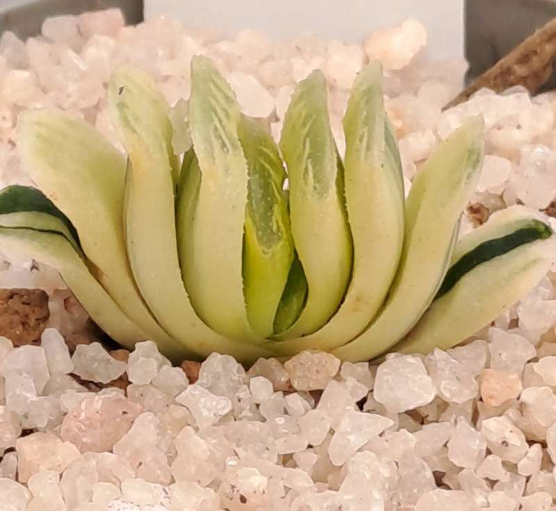 Rare!!!  Haworthia Truncata Variegata (Perde Tande)(Free Gift with any Order)