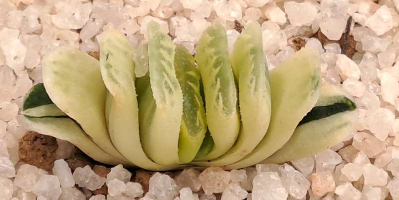 Rare!!!  Haworthia Truncata Variegata (Perde Tande)(Free Gift with any Order)