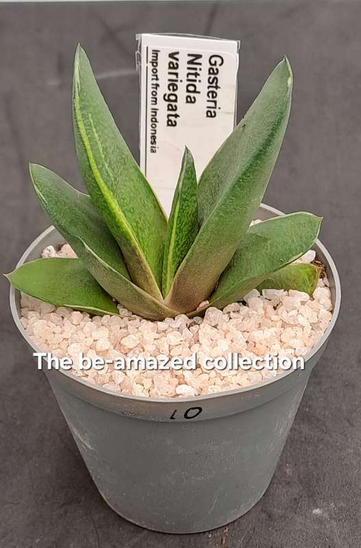 Rare!!!  Gasteria Nitida variegata (import from Indonesia)-Free Gift with any order