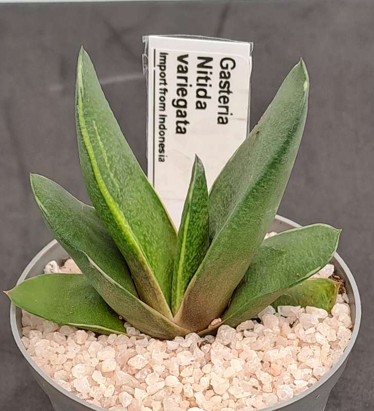 Rare!!!  Gasteria Nitida variegata (import from Indonesia)-Free Gift with any order