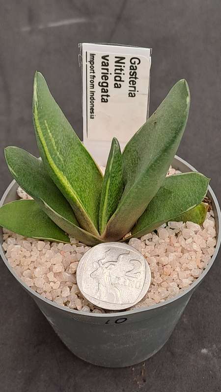 Rare!!!  Gasteria Nitida variegata (import from Indonesia)-Free Gift with any order