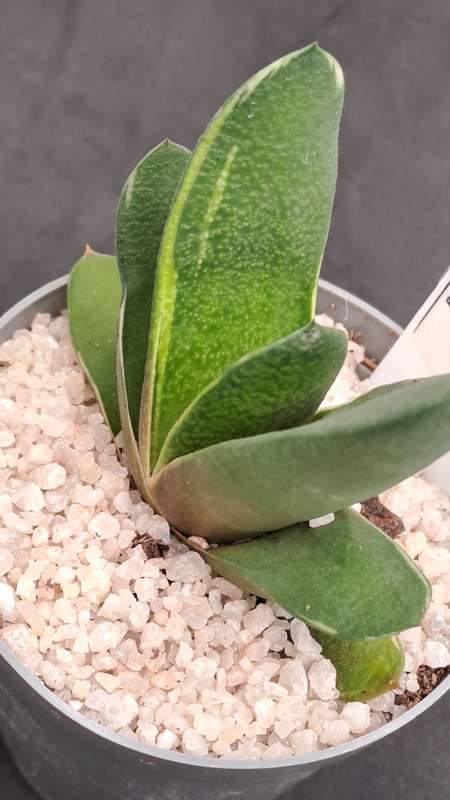 Rare!!!  Gasteria Nitida variegata (import from Indonesia)-Free Gift with any order