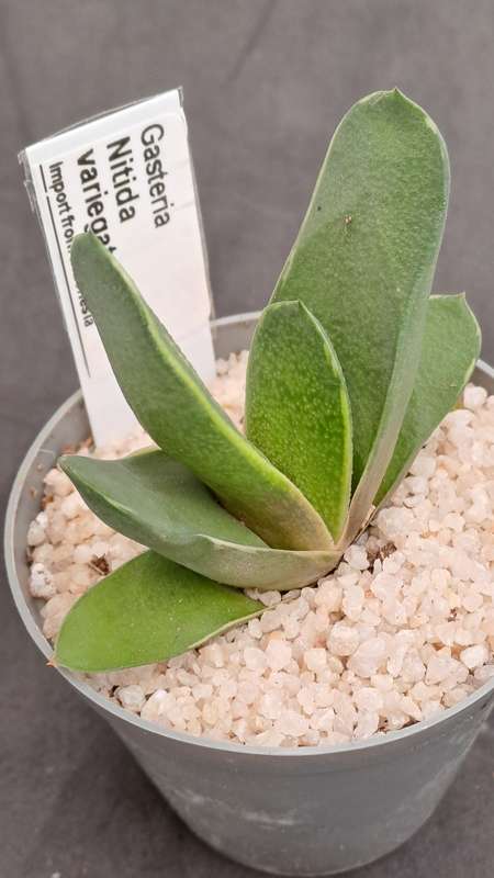 Rare!!!  Gasteria Nitida variegata (import from Indonesia)-Free Gift with any order
