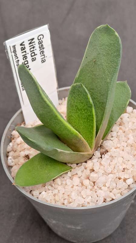 Rare!!!  Gasteria Nitida variegata (import from Indonesia)-Free Gift with any order
