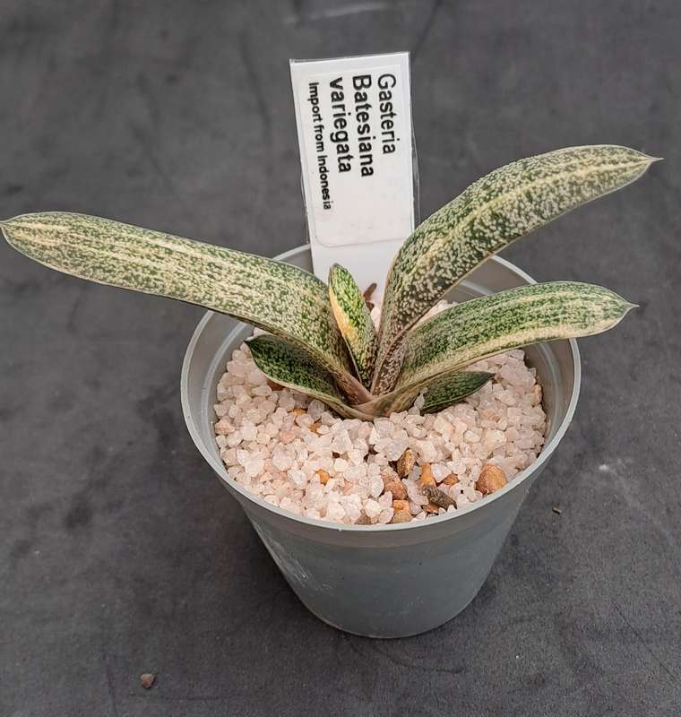 Gasteria Batesiana variegated (import from Indonesia) (Free Gift with any Order)
