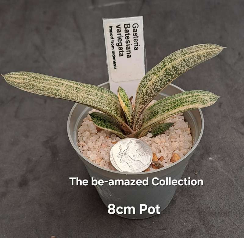 Gasteria Batesiana variegated (import from Indonesia) (Free Gift with any Order)