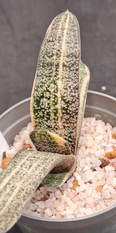 Gasteria Batesiana variegated (import from Indonesia) (Free Gift with any Order)