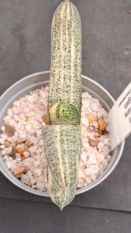 Gasteria Batesiana variegated (import from Indonesia) (Free Gift with any Order)