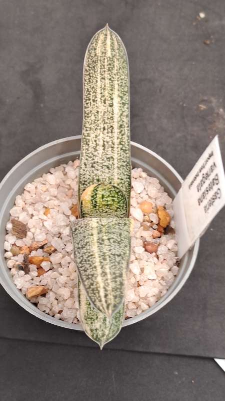 Gasteria Batesiana variegated (import from Indonesia) (Free Gift with any Order)